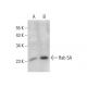 Rab 5A Antibody (D-2) - Western Blotting - Image 376572