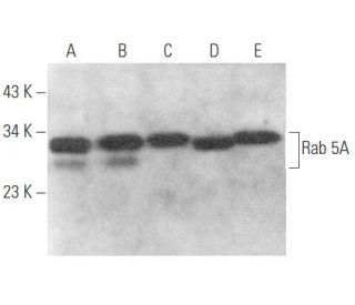 Rab 5A Antibody (E-11) - Western Blotting - Image 354134 