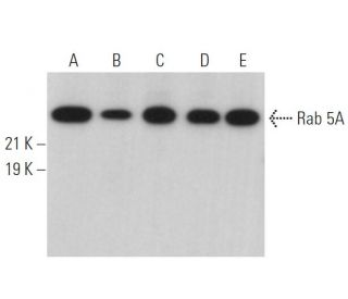 Rab 5A Antibody (C-3) - Western Blotting - Image 360984