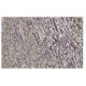 Rab 6A Antibody (38-TB) - Immunohistochemistry - Image 35926