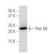 Rab 6A Antibody (38-TB) - Western Blotting - Image 33564 