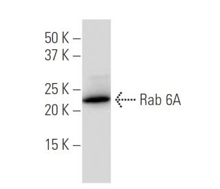 Rab 6A Antibody (38-TB) - Western Blotting - Image 33564Each CRISPR/Cas9 Knockout (KO) Plasmid product consists of a pool of 3 plasmids designed to ensure identification and cleavage of a specific gene for maximum knockout efficiency. Each plasmid encodes a unique 20 nt sequence derived from the GeCKO (v2) library.