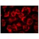 Rab 7 Antibody (D-4) - Immunofluorescence - Image 142126 