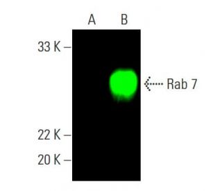 Rab 7 Antibody (D-4) - Western Blotting - Image 387584 
