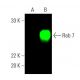 Rab 7 Antibody (D-4) - Western Blotting - Image 387584