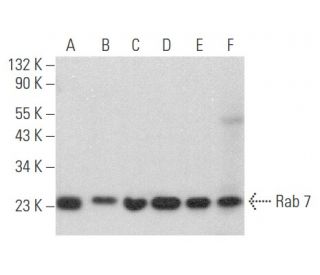 Rab 7 Antibody (B-3) - Western Blotting - Image 354151