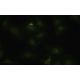 Rab 7b Antibody (JK-17) - Immunofluorescence - Image 35496