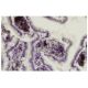 Rab 7b Antibody (JK-17) - Immunohistochemistry - Image 35932 