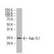 Rab 7L1 Antibody (31-E) - Western Blotting - Image 33575 