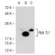 Rab 7L1 Antibody (31-E) - Western Blotting - Image 52106