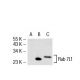 Rab 7L1 Antibody (31-E) - Western Blotting - Image 53015 