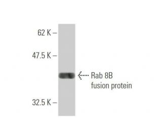 Rab 8B Antibody (1E4) - Western Blotting - Image 349585 