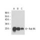 Rab 9A Antibody (6D717) - Western Blotting - Image 51151