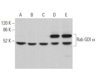 Rab GDI &alpha; Antibody (C-7) - Western Blotting - Image 367338 