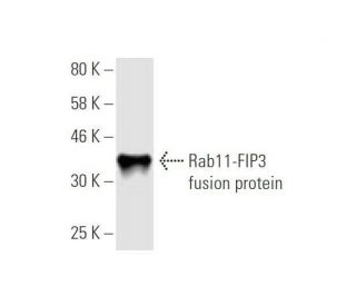 Rab11-FIP3 Antibody (6H6) - Western Blotting - Image 349008