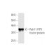 Rab11-FIP3 Antibody (6H6) - Western Blotting - Image 349008