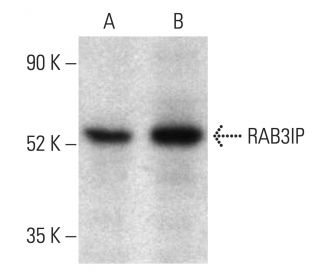 RAB3IP Antibody (B-1) - Western Blotting - Image 403564 