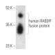 RAB3IP Antibody (B-1) - Western Blotting - Image 403563