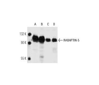 RABAPTIN-5 Antibody (G-9) - Western Blotting - Image 10117 