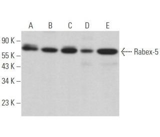 Rabex-5 Antibody (A-7) - Western Blotting - Image 364528 
