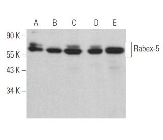 Rabex-5 Antibody (C-4) - Western Blotting - Image 364527 