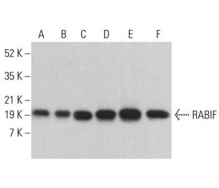 RABIF Antibody (D-12) - Western Blotting - Image 383965 