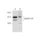 rabphilin-3A Antibody (E-2) - Western Blotting - Image 290918