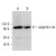 rabphilin-3A Antibody (E-2) - Western Blotting - Image 379577 