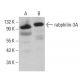 rabphilin-3A Antibody (E-2) - Western Blotting - Image 379580 