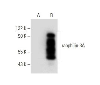 rabphilin-3A Antibody (E-3) - Western Blotting - Image 306556