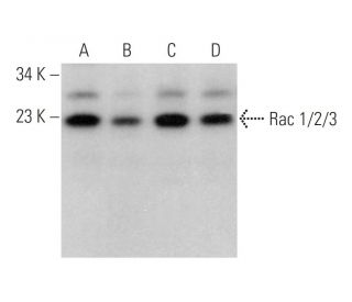 Rac 1/2/3 Antibody (G-2) - Western Blotting - Image 375595