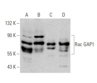 Rac GAP1 Antibody (A-6) - Western Blotting - Image 359591 