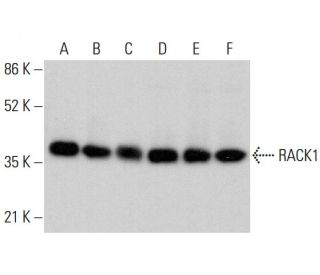 RACK1 Antibody (B-3) - Western Blotting - Image 378757
