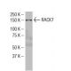 RACK7 Antibody (RF-9) - Western Blotting - Image 34198 