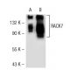 RACK7 Antibody (RF-9) - Western Blotting - Image 50615 