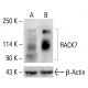 RACK7 Antibody (RF-9) - Western Blotting - Image 412739
