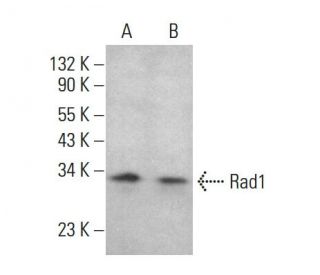 Rad1 Antibody (D-6) - Western Blotting - Image 383750 