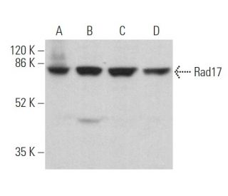 Rad17 Antibody (H-3) - Western Blotting - Image 360304 