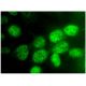 Rad21 Antibody (H-12) - Immunofluorescence - Image 296401