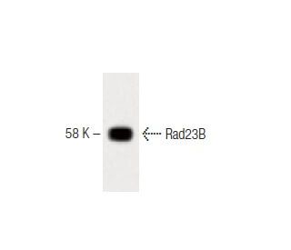 Rad23B Antibody (16) - Western Blotting - Image 60427 