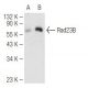 Rad23B Antibody (C-4) - Western Blotting - Image 84016