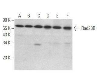Rad23B Antibody (C-4) - Western Blotting - Image 373488 