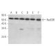 Rad23B Antibody (C-4) - Western Blotting - Image 373488 