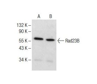 Rad23B Antibody (F-8) - Western Blotting - Image 285174 