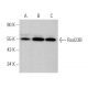 Rad23B Antibody (F-8) - Western Blotting - Image 363741 