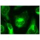 Rad26L Antibody (B-11) - Immunofluorescence - Image 156878 
