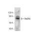 Rad26L Antibody (B-11) - Western Blotting - Image 157529