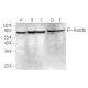 Rad26L Antibody (B-11) - Western Blotting - Image 374842 