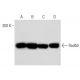 Rad50 Antibody (13B3/2C6) - Western Blotting - Image 16177 