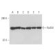Rad50 Antibody (13B3/2C6) - Western Blotting - Image 17084 